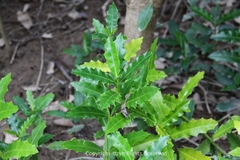 Acanthus ilicifolius