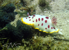 Goniobranchus splendidus