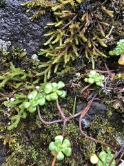 Sedum oreganum