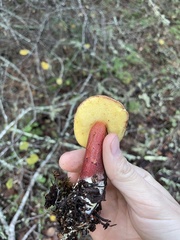 Xerocomellus zelleri