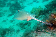 Trygonoptera testacea