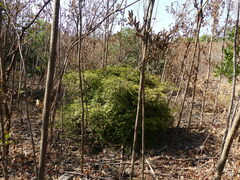 Capparis rotundifolia