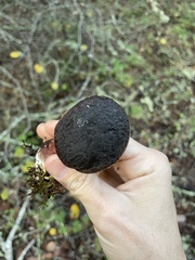 Xerocomellus zelleri