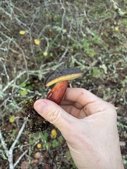 Xerocomellus zelleri