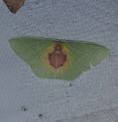 Nemoria astraea