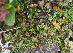 Veronica decora