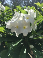 Plumeria pudica