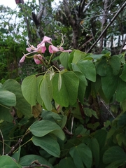 Bauhinia monandra