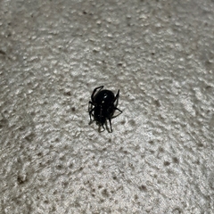 Steatoda cingulata