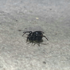 Steatoda cingulata