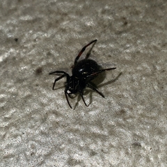 Steatoda cingulata