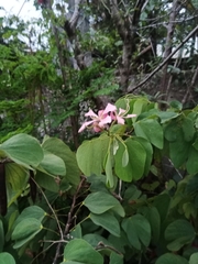 Bauhinia monandra