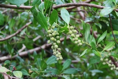Conocarpus erectus