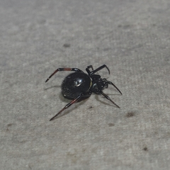 Steatoda cingulata