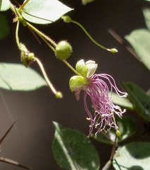 Capparis rotundifolia