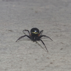 Steatoda cingulata