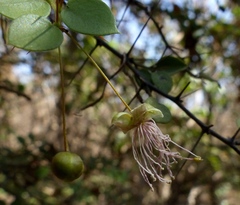 Capparis rotundifolia