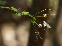 Capparis rotundifolia