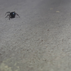 Steatoda cingulata