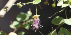 Capparis rotundifolia