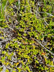 Coprosma petriei