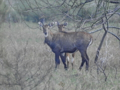 Boselaphus tragocamelus