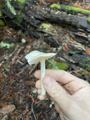 Marasmius calhouniae