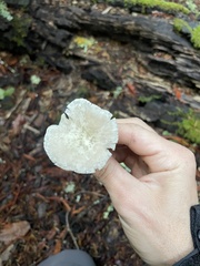 Marasmius calhouniae