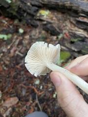 Marasmius calhouniae