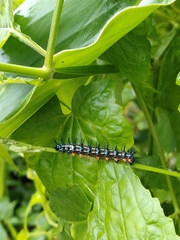 Doleschallia bisaltide