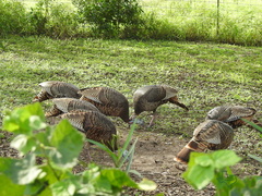 Meleagris gallopavo intermedia