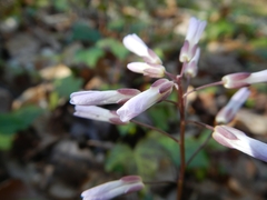 Cardamine angustata