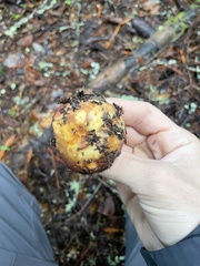 Russula fragrantissima