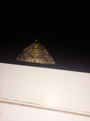 Operophtera occidentalis