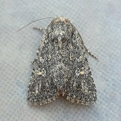 Trichopolia dentatella