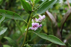 Myoporum bontioides