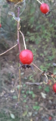 Rosa nutkana
