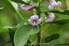 Myoporum bontioides
