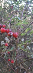 Rosa nutkana