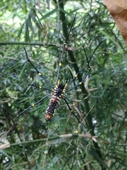 Nephila pilipes