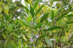 Myoporum bontioides