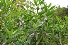Myoporum bontioides