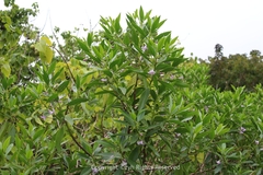 Myoporum bontioides