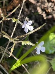 Streptocarpus polyanthus comptonii