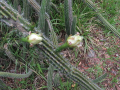 Praecereus euchlorus