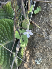 Streptocarpus polyanthus comptonii