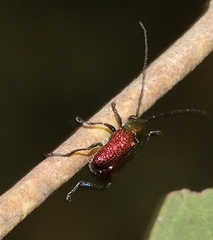 Aporocera