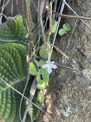 Streptocarpus polyanthus comptonii