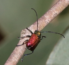 Aporocera