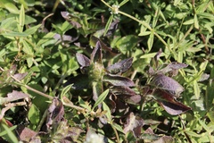 Alternanthera brasiliana